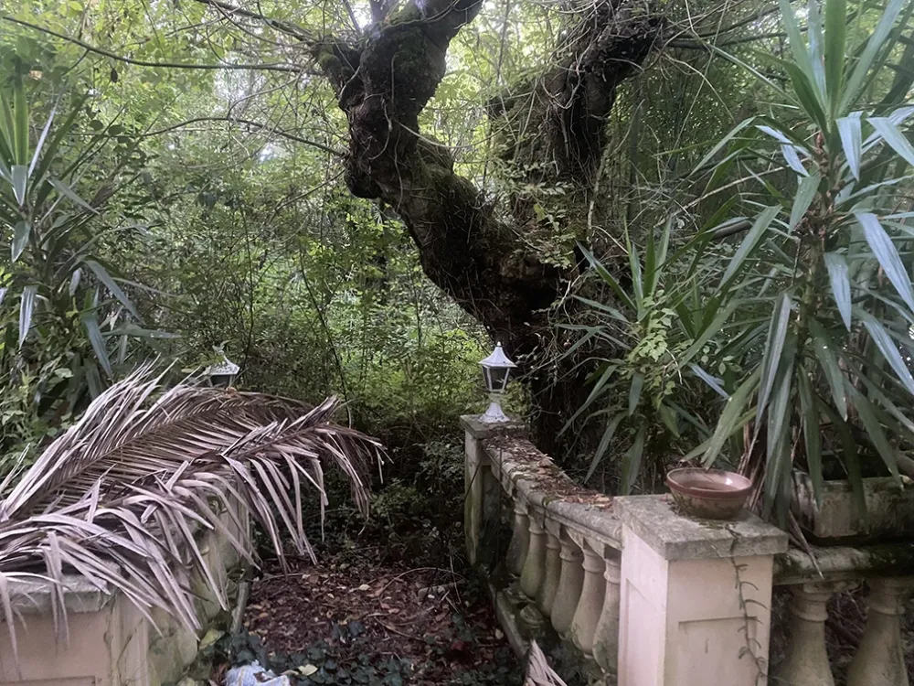jardin_friche_photo_avant